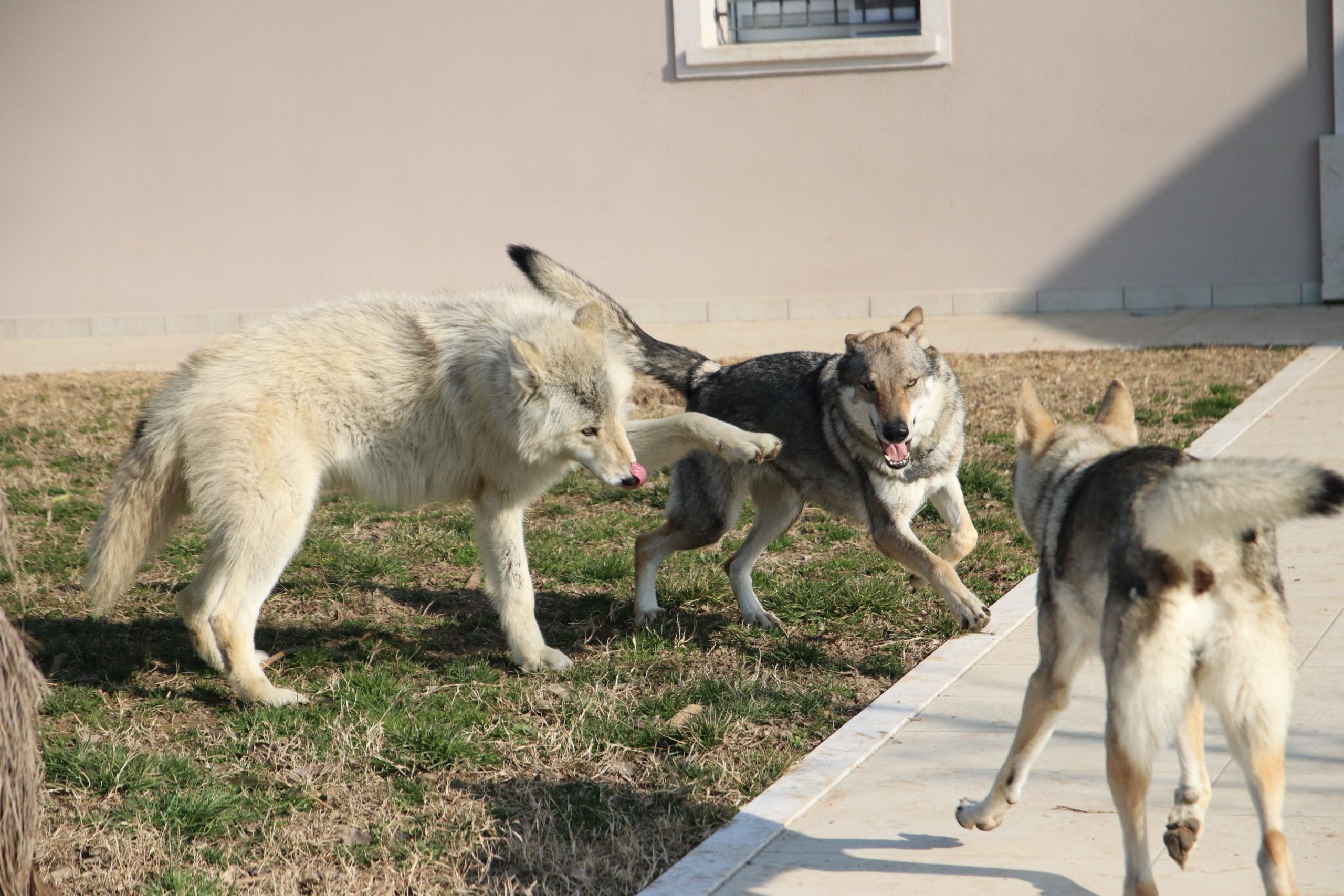 A Corte Tosoni potrete portare il vostro cane in asilo giornaliero dove si divertirà con dei nuovi amici!